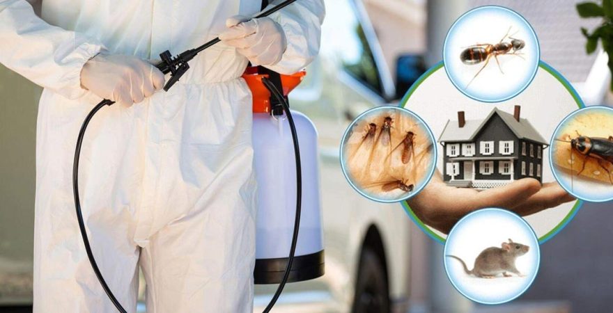 Harmandalı Böcek İlaçlama