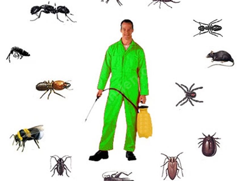 Harmandalı Böcek İlaçlama